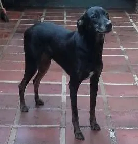 Cachorro raça RND idade 4 anos nome Tiigrinho