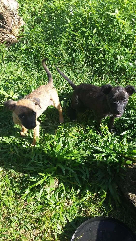 Cachorro raça vira lata idade 2 a 6 meses nome pretinha e princesa
