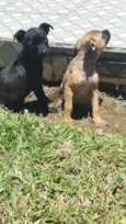 pretinha e princesa