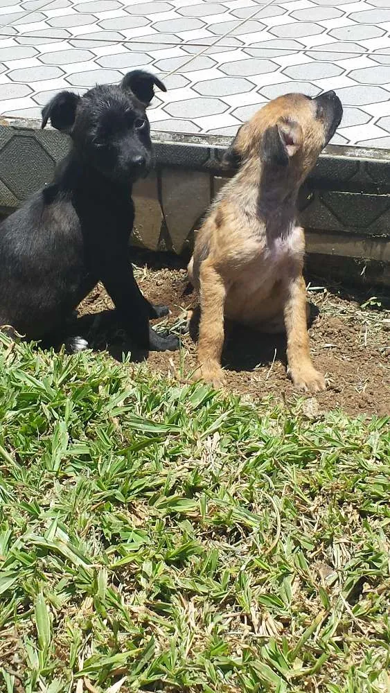 Cachorro raça vira lata idade 2 a 6 meses nome pretinha e princesa