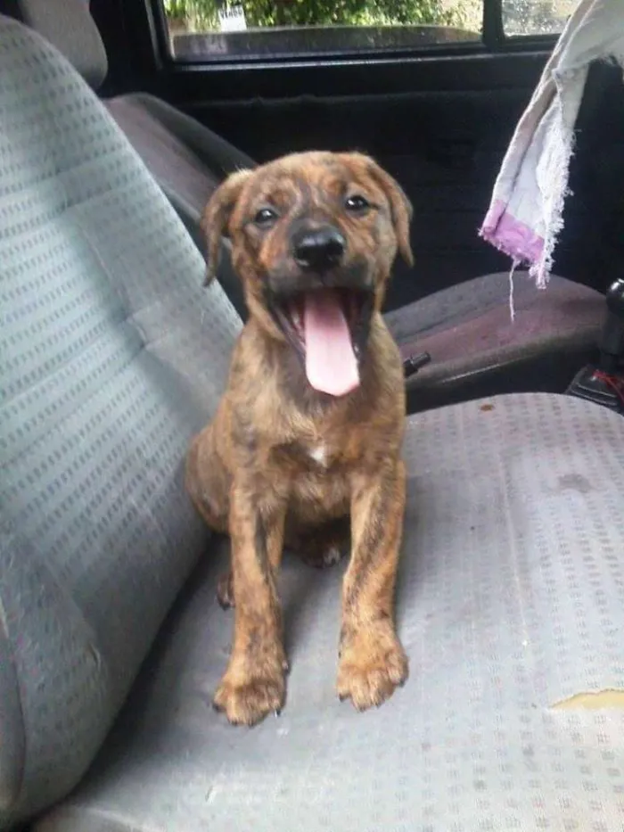 Cachorro ra a SRD idade 2 a 6 meses nome Nico