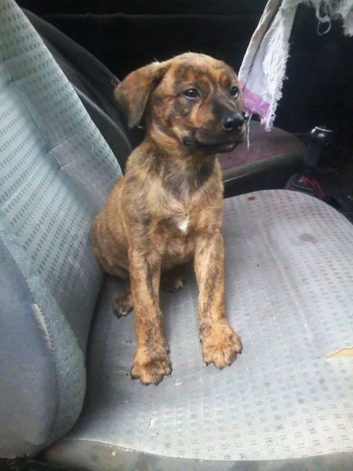 Cachorro ra a SRD idade 2 a 6 meses nome Nico