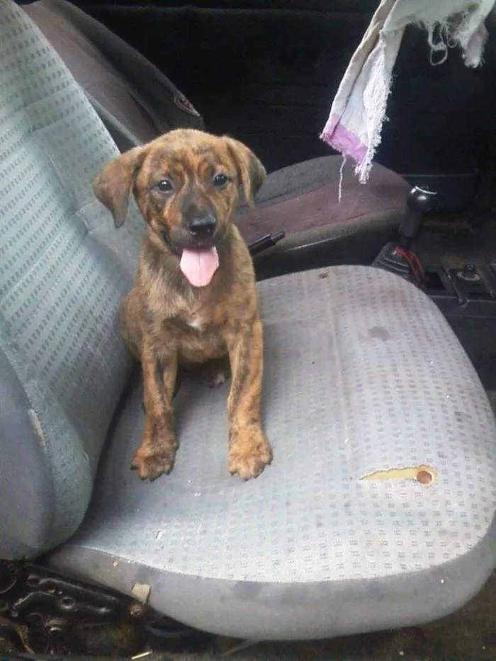 Cachorro ra a SRD idade 2 a 6 meses nome Nico