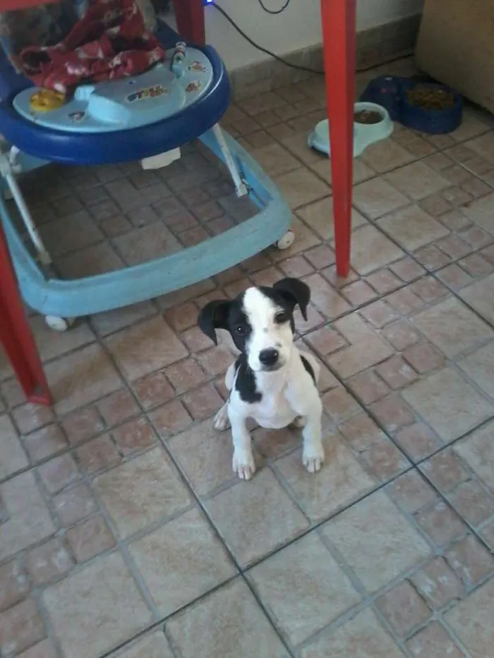 Cachorro ra a srd idade 2 a 6 meses nome charlei