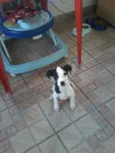 charlei