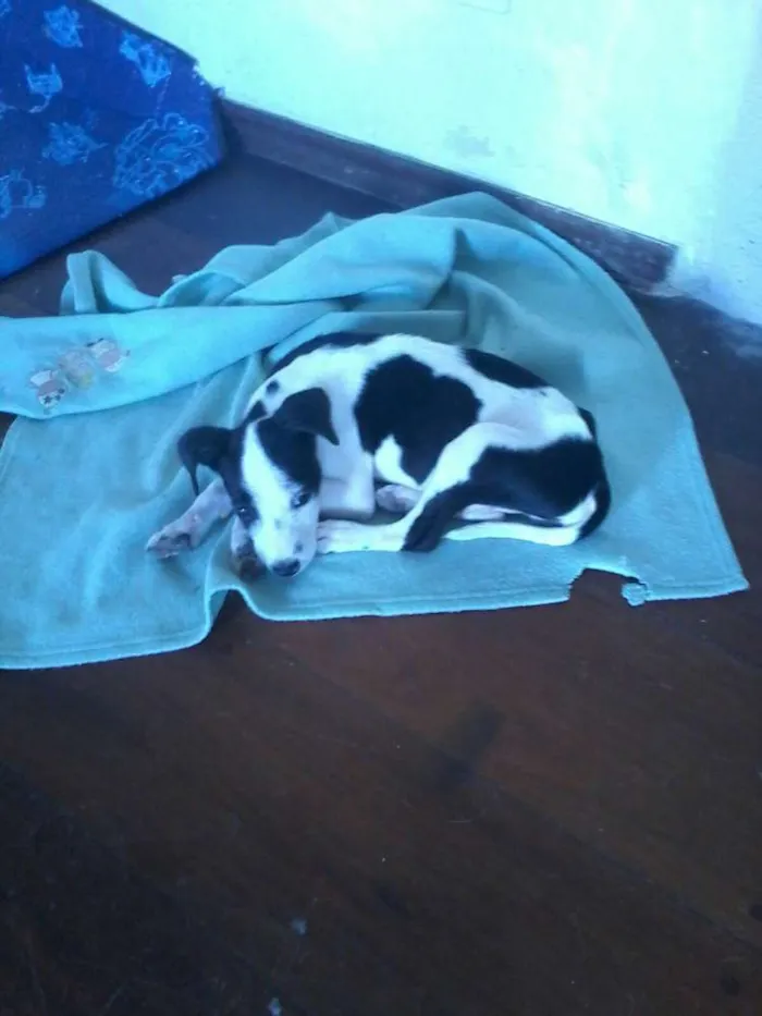 Cachorro ra a srd idade 2 a 6 meses nome charlei