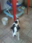charlei