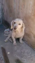 Bob e Bidu