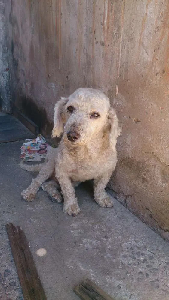 Cachorro ra a SRD idade 3 anos nome Bob e Bidu