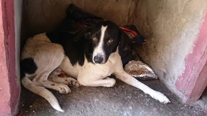 Cachorro ra a SRD idade 3 anos nome Bob e Bidu