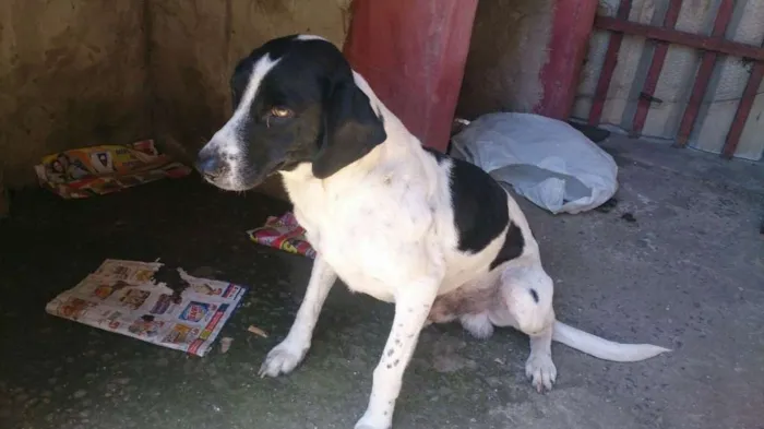 Cachorro ra a SRD idade 3 anos nome Bob e Bidu