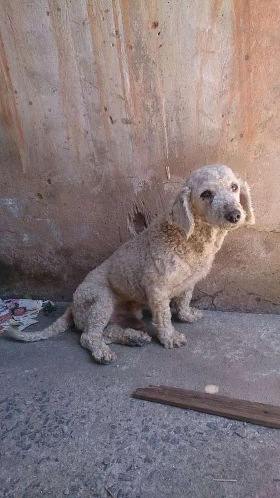 Cachorro ra a SRD idade 3 anos nome Bob e Bidu