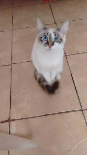 Gato raça SRD idade 2 a 6 meses nome Branquinha 