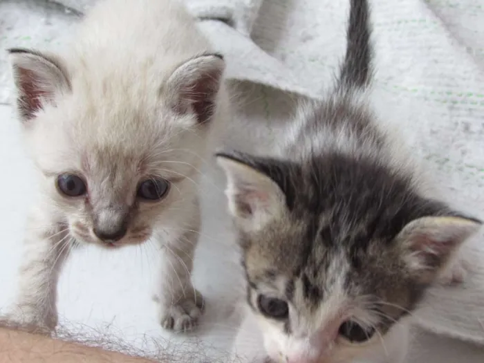Gato raça VIRA LATA idade Abaixo de 2 meses nome PRIMEIRO E SEGUNDO