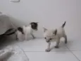 PRIMEIRO E SEGUNDO