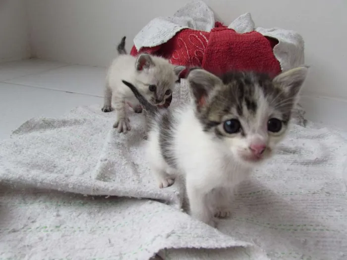 Gato raça VIRA LATA idade Abaixo de 2 meses nome PRIMEIRO E SEGUNDO