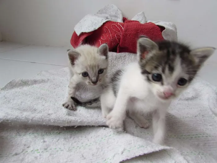 Gato raça VIRA LATA idade Abaixo de 2 meses nome PRIMEIRO E SEGUNDO