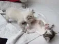 PRIMEIRO E SEGUNDO