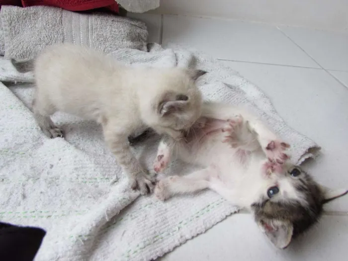 Gato raça VIRA LATA idade Abaixo de 2 meses nome PRIMEIRO E SEGUNDO