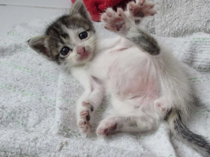 Gato raça VIRA LATA idade Abaixo de 2 meses nome PRIMEIRO E SEGUNDO