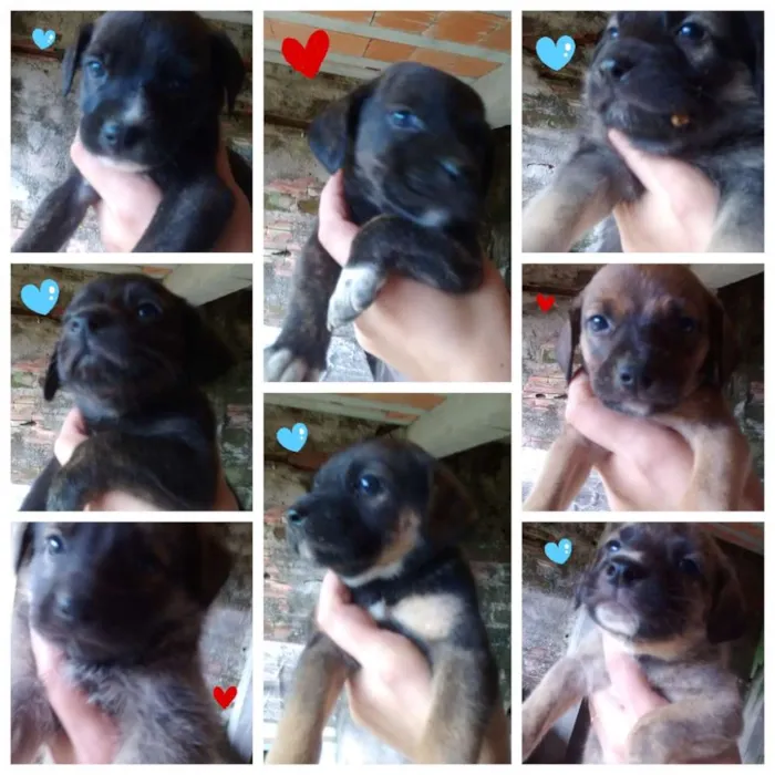 Cachorro ra a Vira lata idade 2 a 6 meses nome Sem nome