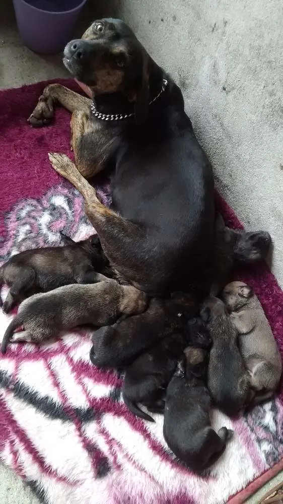 Cachorro ra a Vira lata idade 2 a 6 meses nome Sem nome