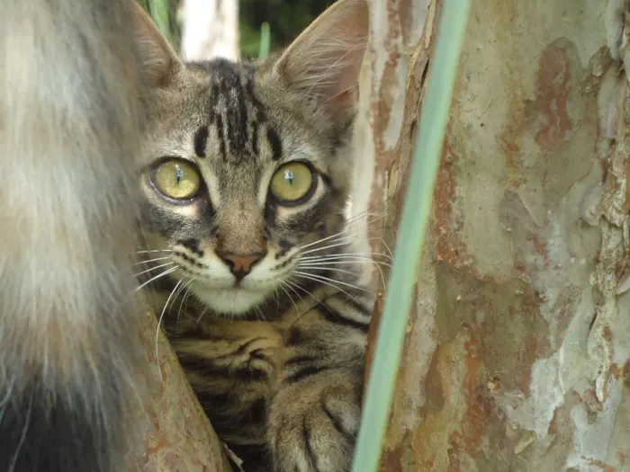 Gato raça Bengal mestiço idade 2 a 6 meses nome Meg e Ariel