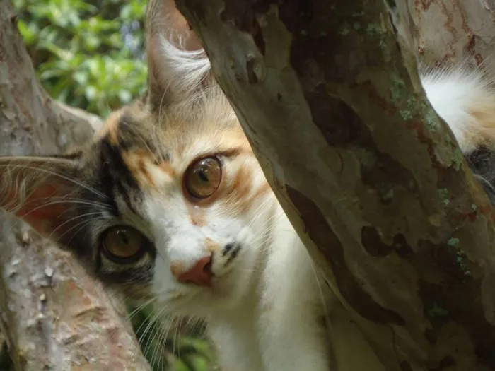 Gato raça Bengal mestiço idade 2 a 6 meses nome Meg e Ariel