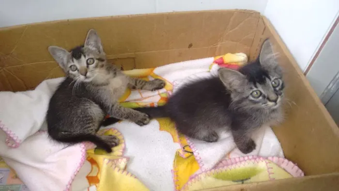 Gato ra a Srd idade Abaixo de 2 meses nome Tico e teco