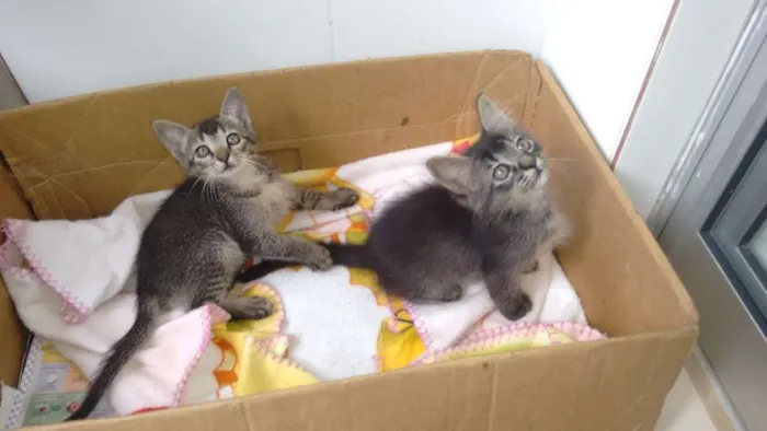 Gato ra a Srd idade Abaixo de 2 meses nome Tico e teco