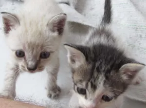 Gato raça VIRA LATA idade Abaixo de 2 meses nome PRIMEIRO E SEGUNDO