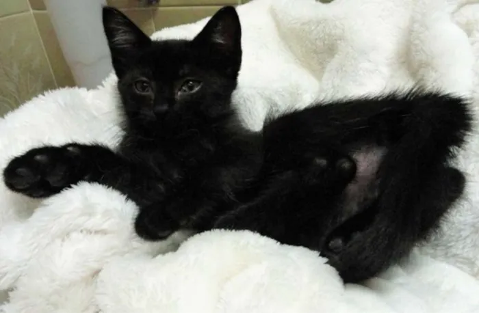 Gato ra a SRD idade 2 a 6 meses nome Tina