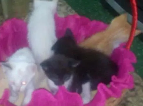 Gato ra a  idade Abaixo de 2 meses nome Filhotes
