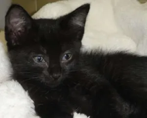Gato raça SRD idade 2 a 6 meses nome Tina