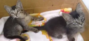 Gato raça Srd idade Abaixo de 2 meses nome Tico e teco