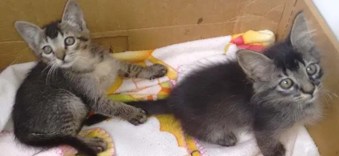 Gato ra a Srd idade Abaixo de 2 meses nome Tico e teco