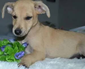 Cachorro raça SRD idade Abaixo de 2 meses nome Bebês