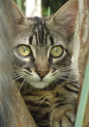 Gato raça Bengal mestiço idade 2 a 6 meses nome Meg e Ariel