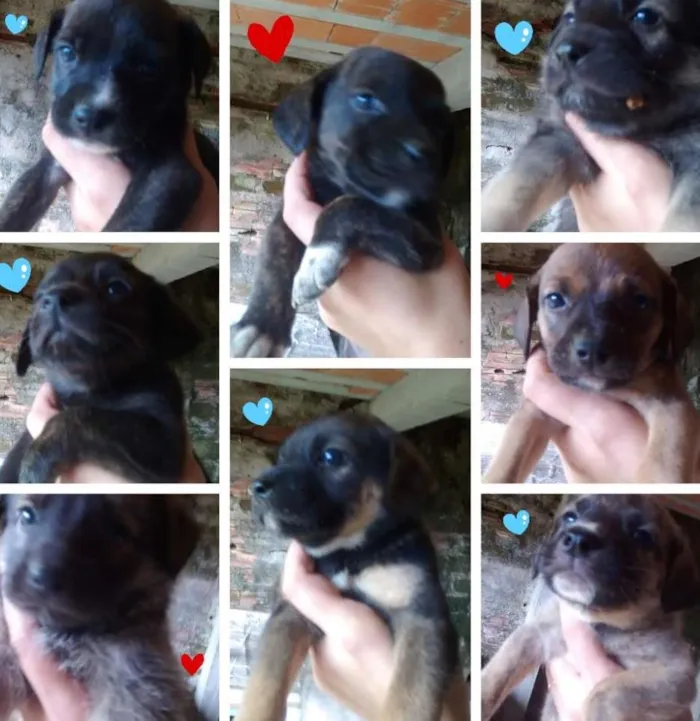 Cachorro ra a Vira lata idade 2 a 6 meses nome Sem nome
