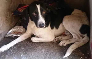 Cachorro raça SRD idade 3 anos nome Bob e Bidu