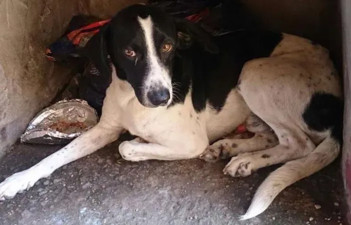 Cachorro ra a SRD idade 3 anos nome Bob e Bidu