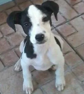 Cachorro raça srd idade 2 a 6 meses nome charlei