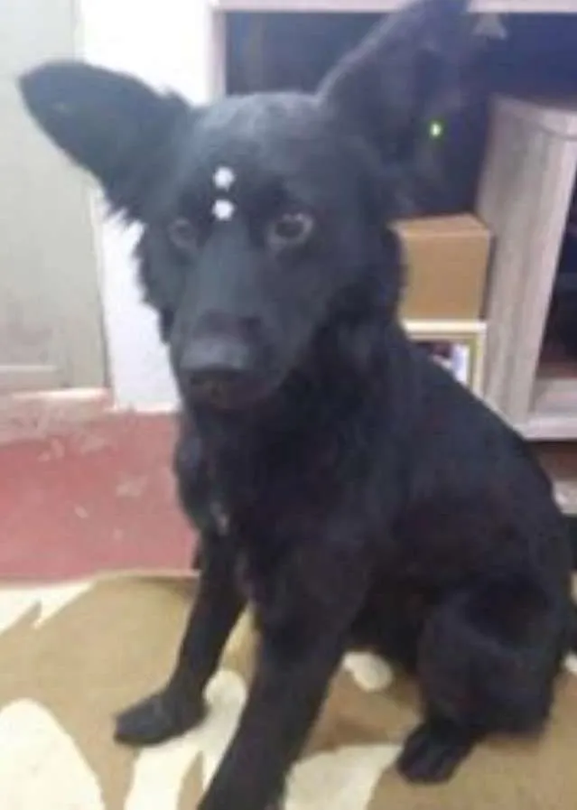Cachorro ra a SRD idade 2 a 6 meses nome nina