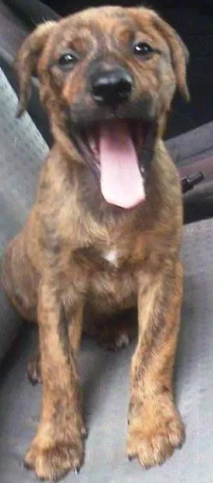 Cachorro ra a SRD idade 2 a 6 meses nome Nico