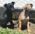 pretinha e princesa