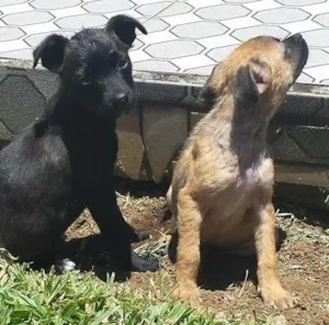Cachorro raça vira lata idade 2 a 6 meses nome pretinha e princesa