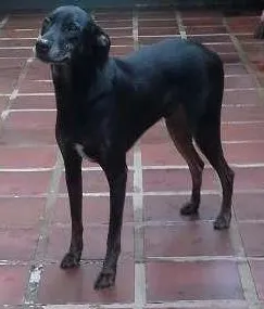 Cachorro raça RND idade 4 anos nome Tiigrinho
