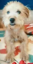 Lilica