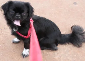 Cachorro raça Pequinês idade 1 ano nome Samy GRATIFICA