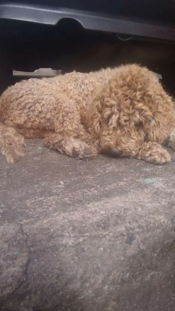 Cachorro ra a Poodle  idade 6 ou mais anos nome Mel